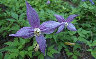 Western Blue Clematis (Clematis occidentalis)