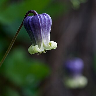Pitcher's Leatherflower (Clematis pitcheri)