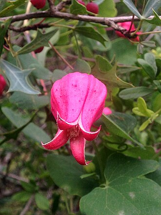 Scarlet Leatherflower (Clematis texensis)