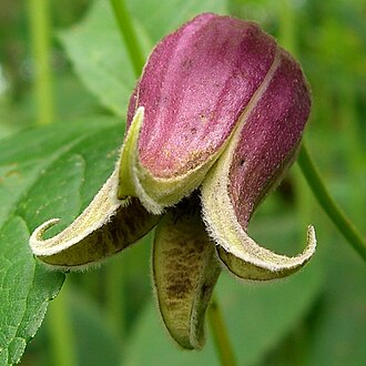 Leatherflower (Clematis viorna)