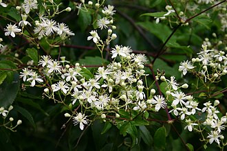 Virgin's Bower (Clematis virginiana)