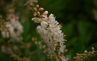 Coastal Sweetpepperbush (Clethra alnifolia)