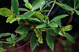 Buckwheat Tree (Cliftonia monophylla)
