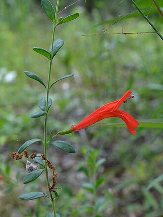 Scarlet Calamint (Clinopodium coccineum)