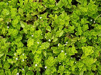 Yerba Buena (Clinopodium douglasii)