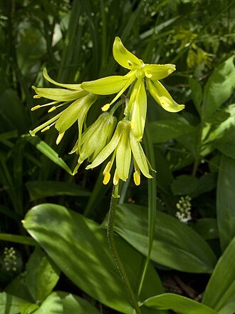 Bluebead Lily (Clintonia borealis)