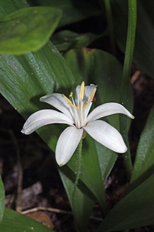 Queen's Cup (Clintonia uniflora)