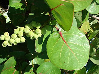 Seagrape (Coccoloba uvifera)
