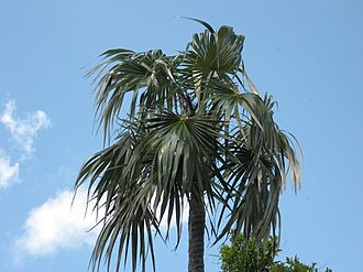 Florida Silver Palm (Coccothrinax argentata)