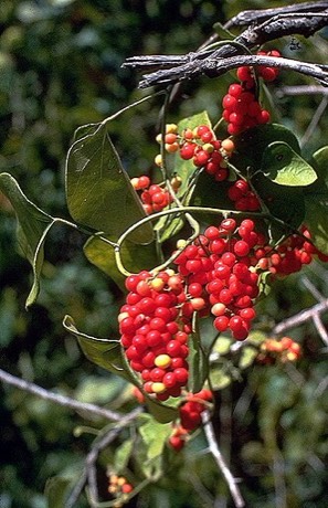 Carolina Snailseed (Cocculus carolinus)