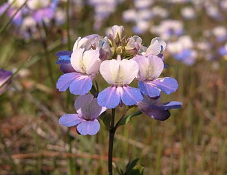 Giant Blue-eyed Mary (Collinsia grandiflora)