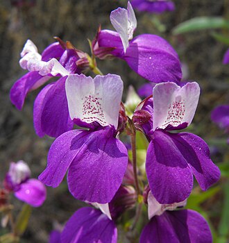 Chinese Houses (Collinsia heterophylla)
