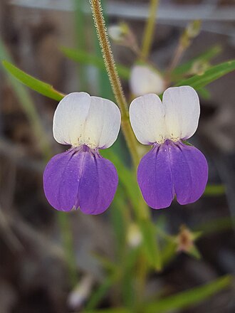Narrowleaf Blue-eyed Mary (Collinsia linearis)