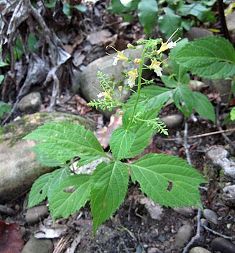 Richweed (Collinsonia canadensis)