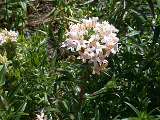 Grand Collomia (Collomia grandiflora)
