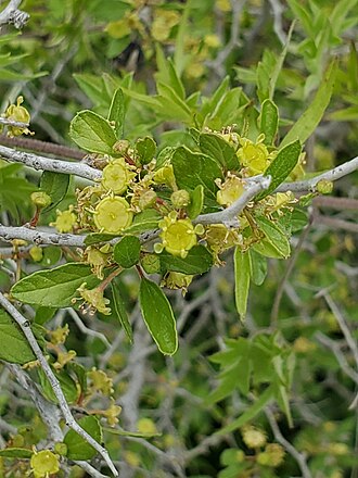 Texas Snakewood (Colubrina texensis)