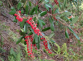 Summer Holly (Comarostaphylis diversifolia)