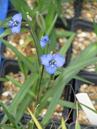 Birdbill Dayflower (Commelina dianthifolia)