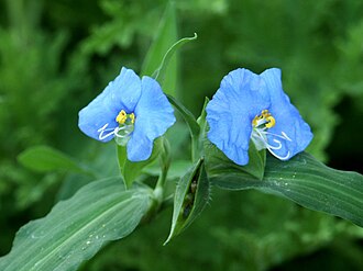 Whitemouth Dayflower (Commelina erecta)