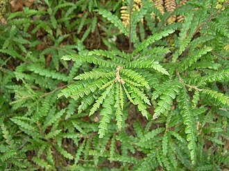 Sweetfern (Comptonia peregrina)