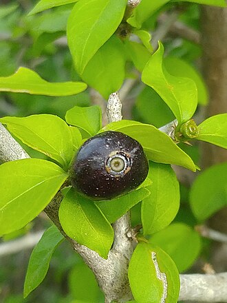 Brasil (Condalia hookeri)