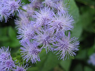 Blue Mistflower (Conoclinium coelestinum)