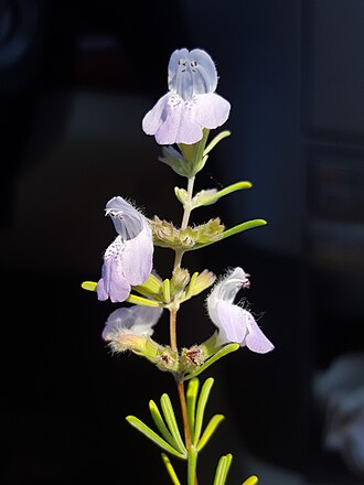 False Rosemary (Conradina canescens)