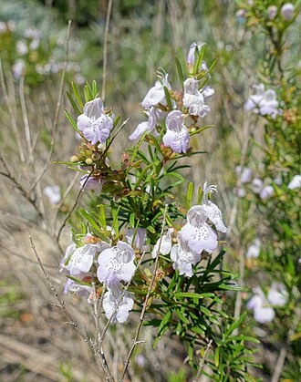 Apalachicola False Rosemary (Conradina glabra)