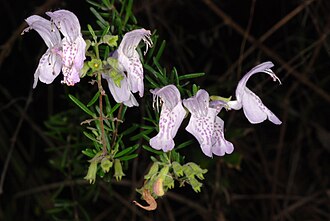 Large-flower False Rosemary (Conradina grandiflora)