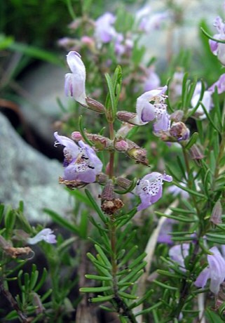 Cumberland Rosemary (Conradina verticillata)