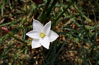 Evening Rain Lily (Cooperia drummondii)