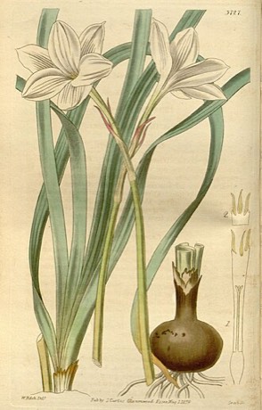 Hill Country Rain Lily (Cooperia pedunculata)