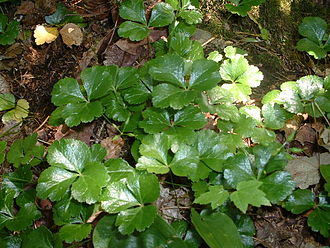 Goldthread (Coptis trifolia)