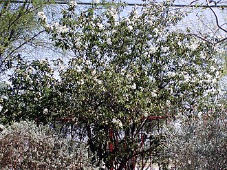 Texas Olive (Cordia boissieri)