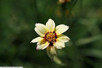 Mouse-ear Tickseed (Coreopsis auriculata)