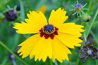 Goldenmane Tickseed (Coreopsis basalis)