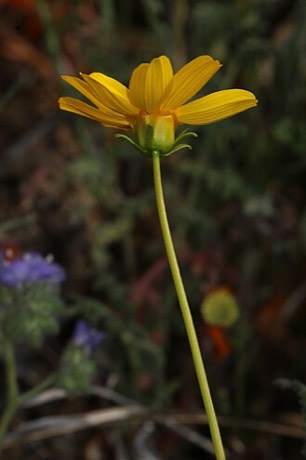 Bigelow's Tickseed (Coreopsis bigelovii)