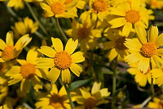 Leafstem Tickseed (Coreopsis calliopsidea)