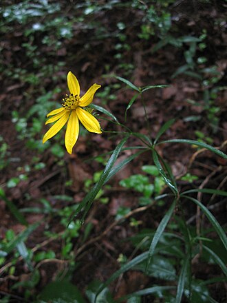Larkspur Tickseed (Coreopsis delphiniifolia)