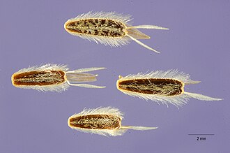 Douglas's Tickseed (Coreopsis douglasii)