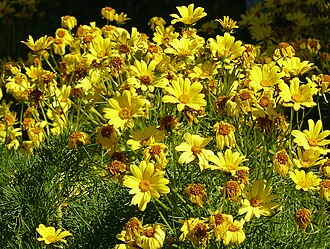 Giant Coreopsis (Coreopsis gigantea)
