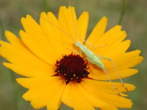 Coastal Plain Tickseed (Coreopsis gladiata)