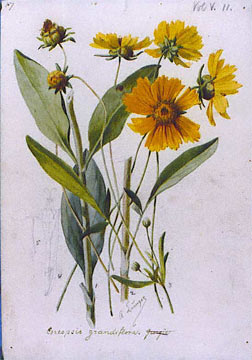 Largeflower Tickseed (Coreopsis grandiflora)