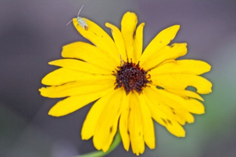 Fringeleaf Tickseed (Coreopsis integrifolia)