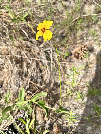 Goldenwave Tickseed (Coreopsis intermedia)
