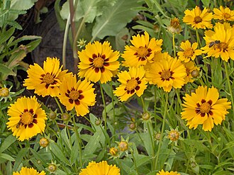 Lanceleaf Coreopsis (Coreopsis lanceolata)