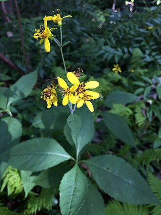 Broadleaf Tickseed (Coreopsis latifolia)