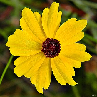 Leavenworth's Tickseed (Coreopsis leavenworthii)