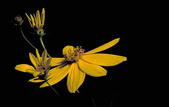 Greater Tickseed (Coreopsis major)
