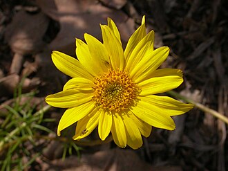 Sea Dahlia (Coreopsis maritima)